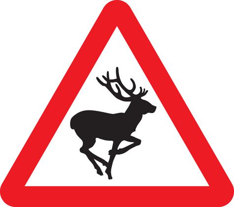 Deer Wild Animals