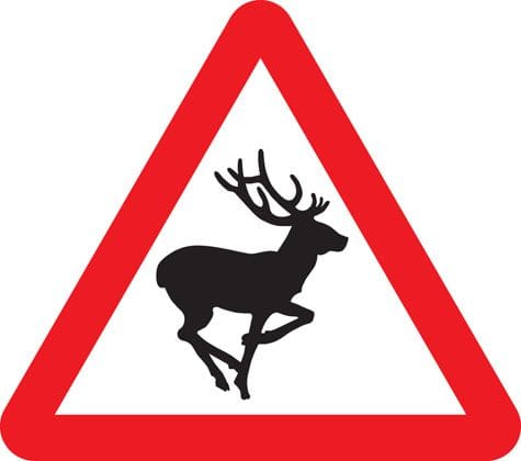 Deer Wild Animals